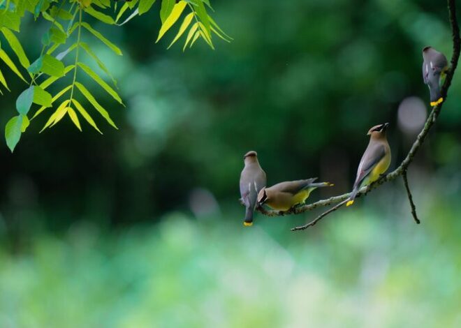 Beginner Tips for Backyard Birdwatching: Getting Started Easily