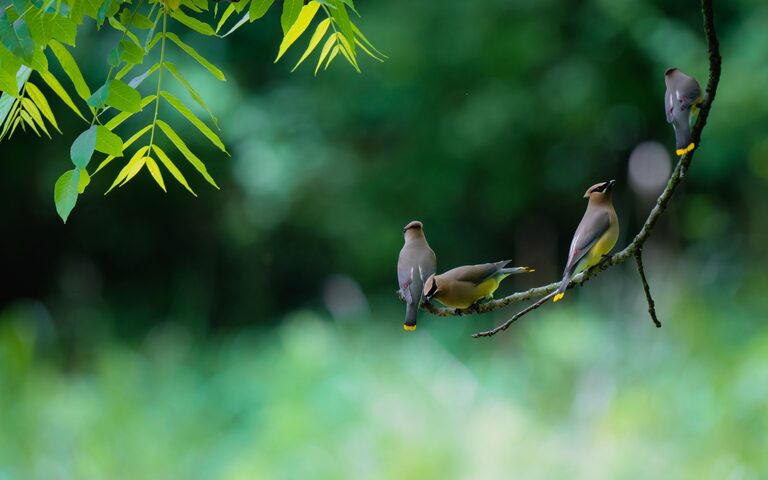 Beginner Tips for Backyard Birdwatching: Getting Started Easily